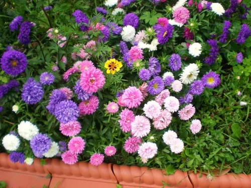 Vista 3 de Semillas Aster Mezcla Enana Anual Flores de jardín para plantar