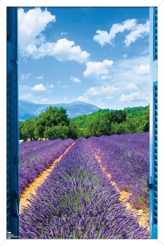 Vista 22 de Trends International Póster de pared de campo de lavanda, 14.725 x 22.375 pulgadas, versión enmarcada de madera de granero Versión enmarcada Barnwood