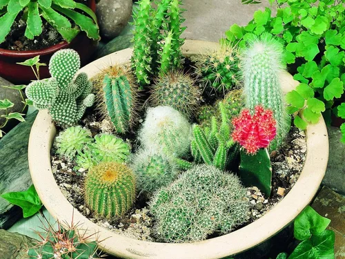 Vista 3 de Semillas Cactus Cactus Variedad Mix Interior No GMO Suculentas para Plantar