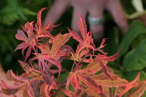 Vista 2 de Shirazz Arce Japonés - Crema y Rosa Variegación Planta Viva, 1 Año