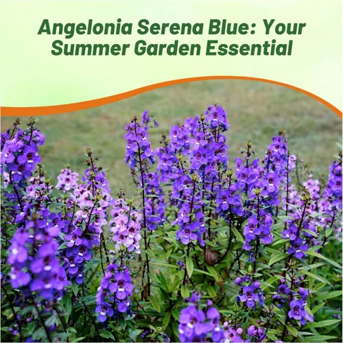 Vista 6 de Outsidepride Serena Blue Angelonia - Semillas de dragón para plantar, 15 semillas de flores perennes, aptas para polinizadores, tolerantes al calor