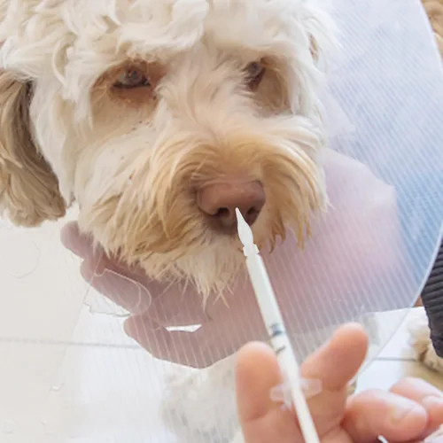 Vista 3 de Mikikit 20 pezones duraderos para gatitos y cachorros, para una fácil alimentación, para gatitos y cachorros recién nacidos, diseño portátil ligero