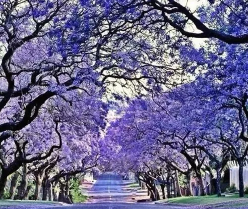 Vista 5 de 25 semillas de árbol de jacaranda azul Jacaranda púrpura Mimisifolia semillas de flor