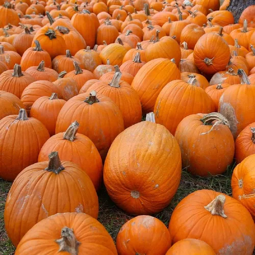 Vista 6 de Semillas pequeñas de calabaza de azúcar para plantar, paquete de reliquia sin OMG con instrucciones para plantar un huerto casero, gran regalo