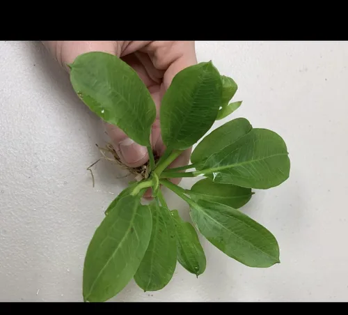 Vista 5 de Marcus Fish Tanks Espada de roseta Echinodorus Parviflorus Amazon Sword Live Aquarium Plant Bundle con raíces para pecera Comprar 2 y obtener 1