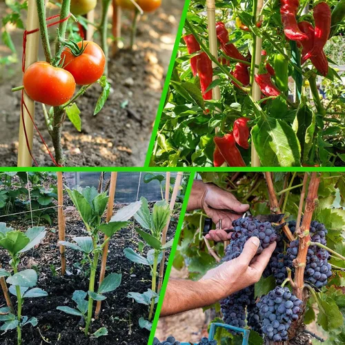 Vista 5 de 70 estacas de bambú, estacas de jardín de bambú natural de 3 pies para plantas, palos de bambú para plantas de jardín para soporte de plantas