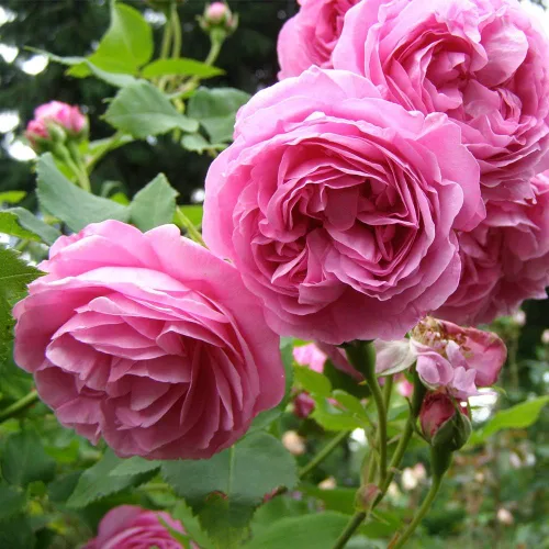 Vista 2 de Heirloom Roses Planta de rosas Louise Odier, planta viva de borbones para plantar al aire libre