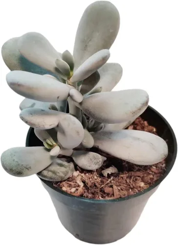 Vista 8 de Plantas de cactus suculentas vivas de USKC (maceta de 4 pulgadas) (Aptenia Cordifolia Variegata)