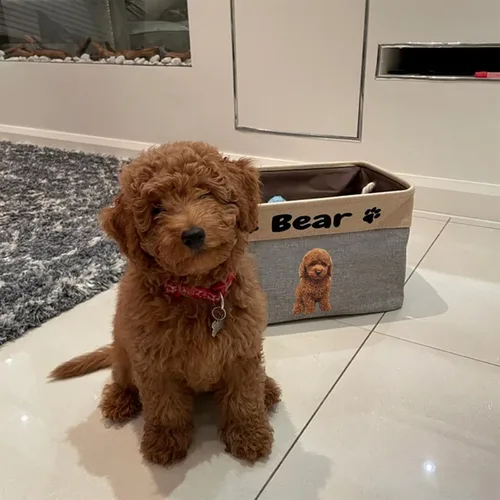 Vista 6 de xrlsg Cesta de almacenamiento personalizada de juguetes para perros, plegable con nombre de mascota, caja de almacenamiento rectangular