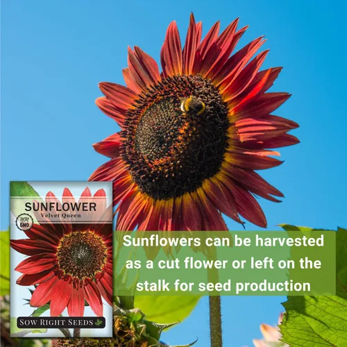 Vista 5 de Sow Right Seeds - Semillas de girasol Velvet Queen para plantar - Cultiva girasoles gigantes al aire libre en tu jardín - Paquete de reliquia sin