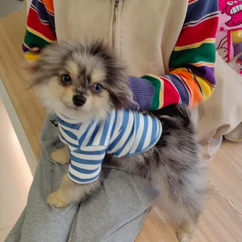 Vista 4 de Suéter de cuello alto para perro, lindo bordado de perrito, sudadera súper suave para perro, camisa para perro, suéter elástico a rayas para Raya