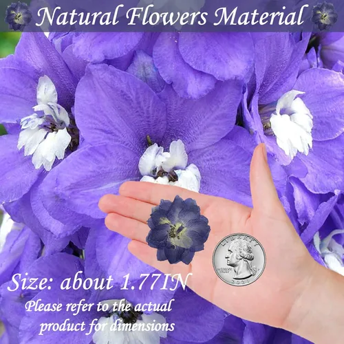 Vista 2 de Flores secas prensadas moradas grandes para adornos de manualidades de resina, 60 flores naturales prensadas para joyería de resina, caja
