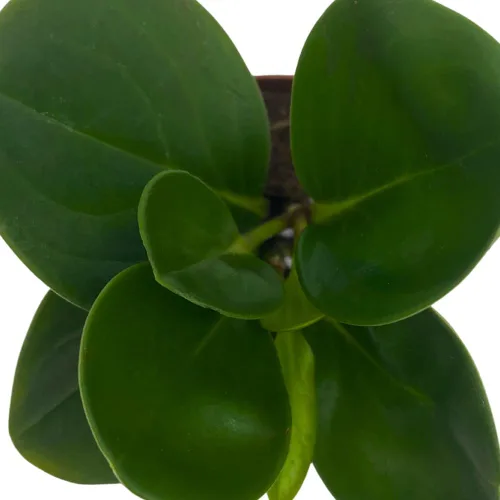 Vista 4 de BubbleBlooms Peperomia Obtusifolia - Planta de mármol verde en maceta de goma de 2 pulgadas con hoja de cuchara pequeña