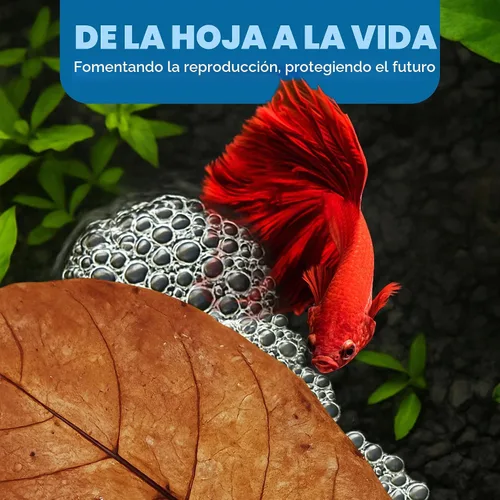 Vista 4 de SunGrow Catappa Hojas de almendra india, 8 pulgadas, para camarones de agua dulce y peces tropicales