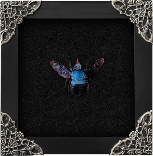 Vista 122 de 2 Real Dragonfly Specimens Shadow Box Framed Insect Display Oddities Curiosities Entomology Collection Natural History Wall Decor Gift for Nature