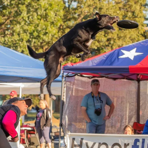 Vista 3 de Hyperflite Jawz Dog Flying Disc - Juguete de entrenamiento para perros más duro del mundo. Juguete de disco volador de la mejor competencia