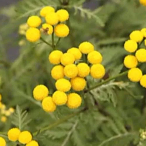 Vista 2 de Semillas de tanaceto (Tanacetum vulgare) Paquete de 20 Semillas