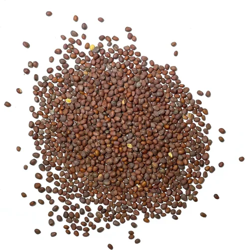 Vista 4 de Seed Needs - Semillas de rábano español negro para plantar reliquia y sin OMG, 1 paquete