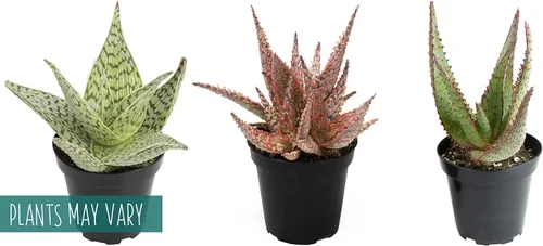 Vista 3 de Plantas suculentas de aloe vivo (paquete de 3), plantas suculentas viven en tierra para macetas, plantas suculentas en maceta, plantas vivas