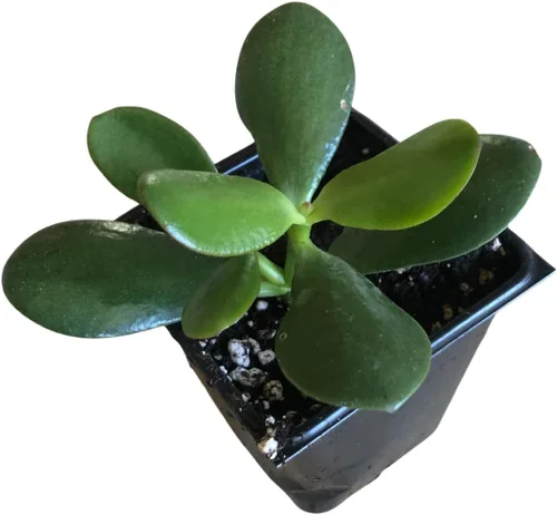 Vista 12 de Smoke Camp Crafts - Orgánico - Trío de Plantas Araña