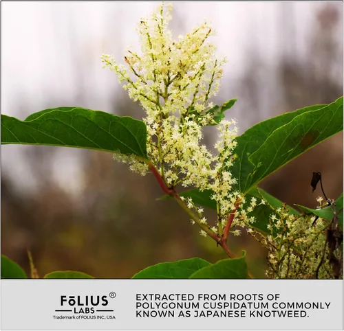 Vista 9 de FOLIUS LABS Cápsulas de resveratrol de ultra alta pureza - 99% Trans-Resveratrol - Extracto de Knotweed japonés - Apoya la inmunidad, apoya