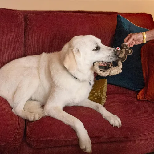 Vista 4 de SPOT Dura-Fused - Anillos de cuero de animales – Juguete de cuerda para perro, hecho con cuero real y tela de yute, anillo de cuerda duradero es