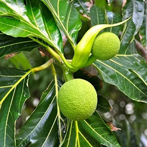 Vista 2 de Nuevas semillas frescas de fruta de pan 20 piezas Generic