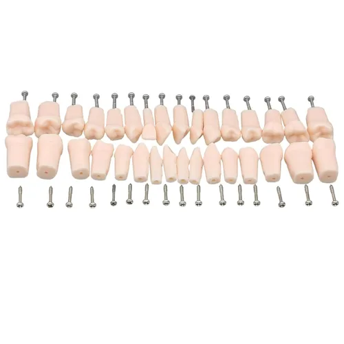 Vista 10 de 32 piezas de dientes Typodont extraíbles para dientes Typodont modelo compatible con Kilgore Nissin práctica dental y enseñanza (28 dientes)