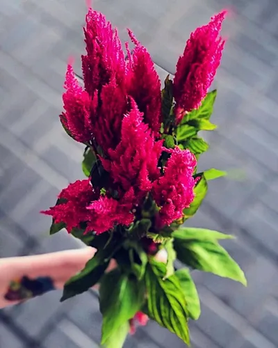 Vista 4 de Amaranto Paniculatus Semillas de mango rojo para plantar más de 400 semillas Plantas exóticas Jardín