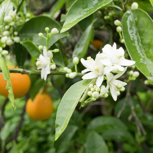 Vista 3 de Brighter Blooms - Árbol de naranja sanguina, 1-2 pies