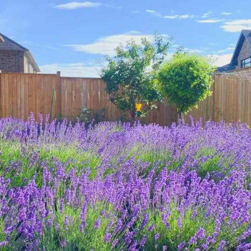 Vista 7 de ZEshops 1000 semillas de lavanda – Floraciones de reliquia fragantes sin OMG para plantar al aire libre, plantas perennes aptas para polinizadores