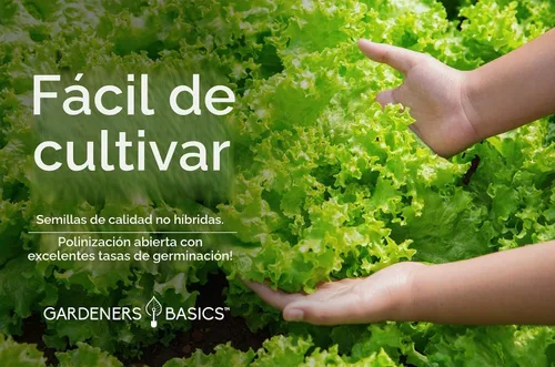 Vista 3 de Gardeners Basics - Semillas de lechuga Simpson de semillas negras