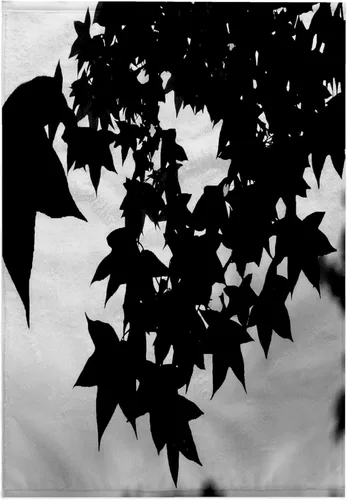 Vista 7 de 3dRose Sweet Gum Leaves, Lovely Leaves of the Sweet Gum Tree in Silhouette 11x12 Wash Cloth for Face and Body