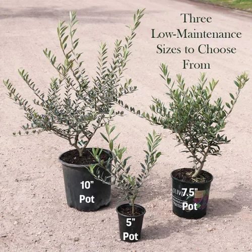 Vista 8 de American Plant Exchange - Olivo arbequina – Planta viva en maceta de 5 pulgadas, árbol frutal, variedad comestible resistente al frío