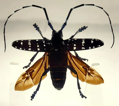 Vista 17 de 44mm Hormiga gigante tropical real en resina de lucita transparente cristalina, espécimen preservado Pseudoneoponera Rufipes, taxidermia