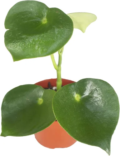 Vista 7 de Peperomia Beetle - 4'' de California Tropicals