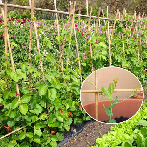 Vista 3 de Estacas para plantas, estacas de bambú natural resistentes de 4 pies de largo, GAGINANG 25 piezas de varillas de bambú de soporte de enrejado
