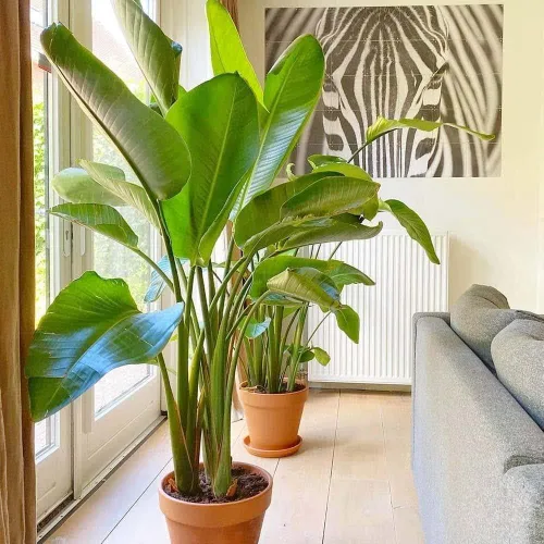 Vista 2 de Pájaro blanco del paraíso 3 plantas vivas Strelitzia Nicolai Hermoso ejemplar de follaje raro