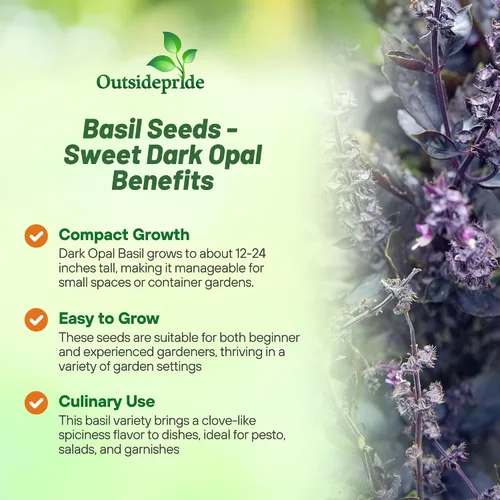 Vista 3 de Outsidepride Semillas de albahaca de ópalo oscuro, 1000 piezas anuales de semillas de hierba de albahaca morada, sin OMG, ideales para jardines