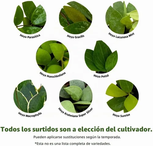 Vista 3 de BubbleBlooms Hoya Surtido variado de 2 pulgadas, juego de 4 Grower's Choice Live Potted Premium Collection