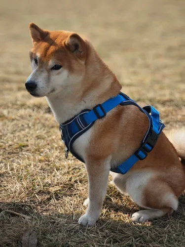 Vista 2 de Arnés para perro sin tirones, chaleco para mascotas, con 2 clips para correa, ajustable, reflectante, sin estrangulamiento, chaleco para perro