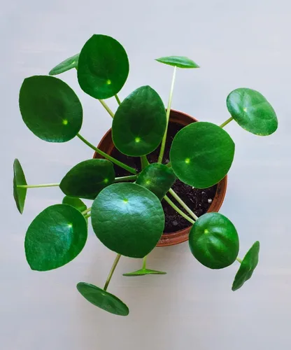 Vista 2 de Hermosa planta de dinero chino vivo, en maceta de 4 o 6 pulgadas, planta de panqueques, pilea, planta de la amistad, (maceta de 4 pulgadas)