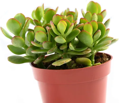 Vista 2 de Planta suculenta de jade vivo – Crassula Ovata Jade Suculenta – Suculenta de jade totalmente arraigada de 4 pulgadas