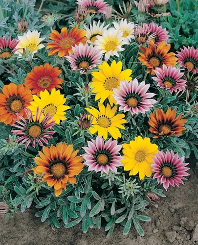 Vista 9 de Semillas de Flores de Tesoro de Interior (Gazania) Mezcla de Flores Anual No OGM