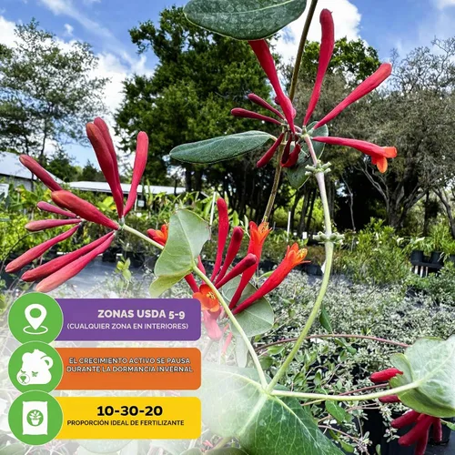 Vista 5 de Trompeta madreselva Coral (paquete de 3) planta viva por Wellspring Gardens