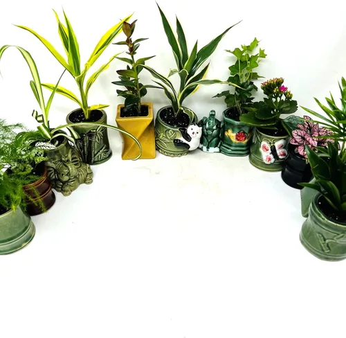 Vista 4 de Colección de plantas fáciles de cuidar, paquete de 5 macetas de cerámica de 2 pulgadas, plantas de interior vivas