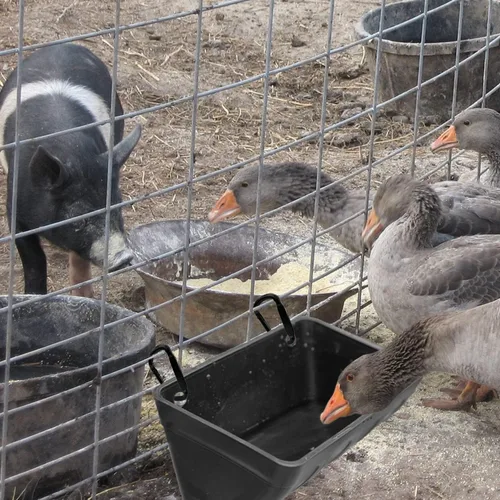 Vista 4 de Alimentador de valla colgante para pollo, pato, cabra, cerdo y aves de corral, comedero para pollo, contenedor de alimentación para ganado (negro)