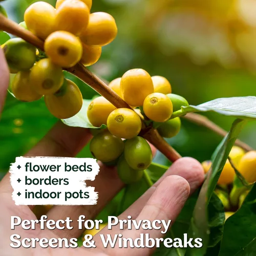 Vista 4 de KVITER 15 semillas de café árabe para plantar (Coffea Arabica) – Café perenne semillas de frijol arbustivo de hoja perenne, semillas de reliquia
