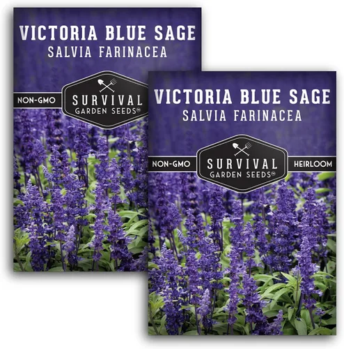 Vista 10 de Victoria - Semillas de salvia azul para plantar – Salvia Farinacea – Flores polinizadoras para bordes y jardines de cabaña – Semillas de jardín
