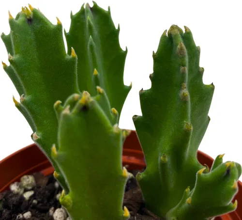 Vista 6 de BubbleBlooms Stapelia gigantea, flor gigante de estrella de mar, huernia rara, planta gigante carroñera zulú, maceta de 4 pulgadas